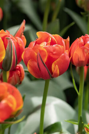 Tulipan Pełny Queensday Nowość! Tulipan Pełny Queensday Nowość!