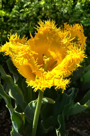 Tulipan Strzępiasty Sunny Time Nowość! Tulipan Strzępiasty Sunny Time Nowość!