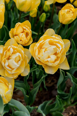 Tulipan Pełny Wedding Dream Nowość! Tulipan Pełny Wedding Dream Nowość!