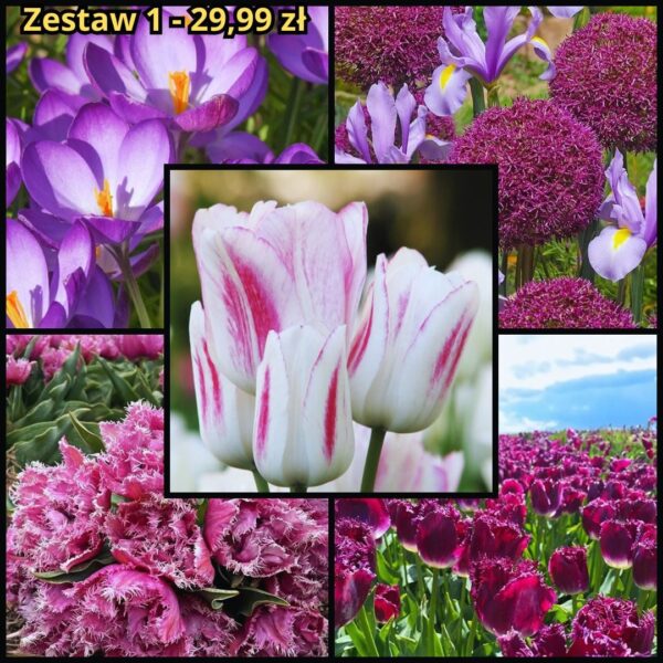 Zestaw Jesień 1