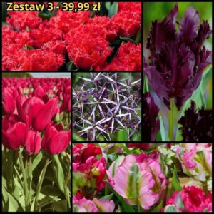 Narcyz Babuni Poeticus Actaea 1 cebulka