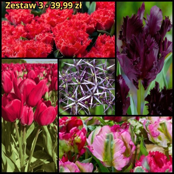 Zestaw Jesień 3