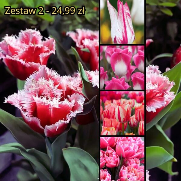 Zestaw Jesień 2