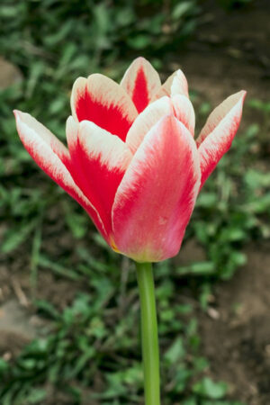 Tulipan Triumph Universum Tulipan Triumph Universum