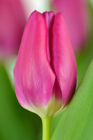 Narcyz Babuni Poeticus Actaea 1 cebulka