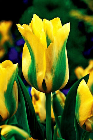 Tulipan Timeless Cebulki