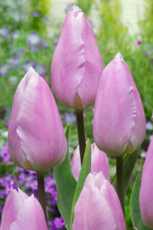 Narcyz Babuni Poeticus Actaea 1 cebulka