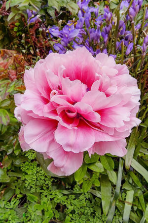 Tulipan Timeless Cebulki