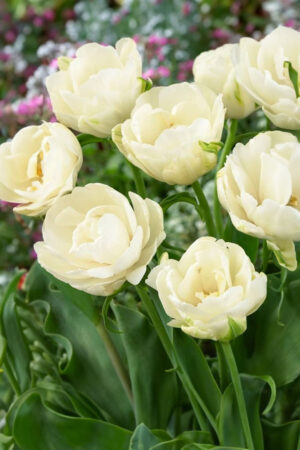 Lilia Azjatycka Bezpyłkowa Easy Whisper