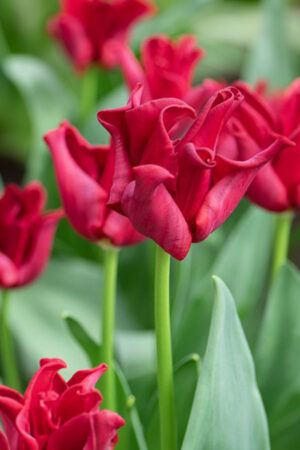 Lilia Azjatycka Bezpyłkowa Easy Whisper