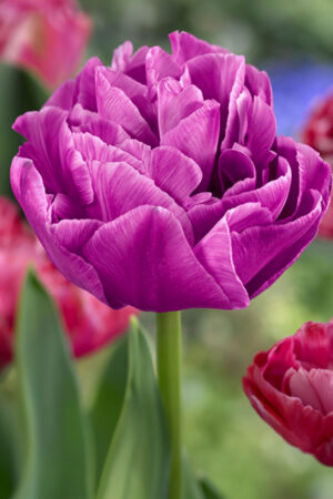 Lilia Azjatycka Bezpyłkowa Easy Whisper