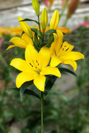 Lilia Orientalna Red Dawn Cebulki