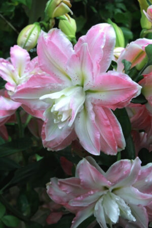 Lilia Orientalna Red Dawn Cebulki