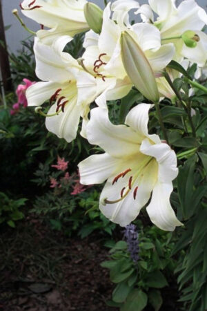 Lilia Orientalna Red Dawn Cebulki