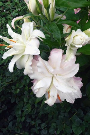 Lilia Orientalna Red Dawn Cebulki