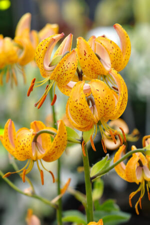 Lilia Martagon Terrace City Lilia Martagon Terrace City