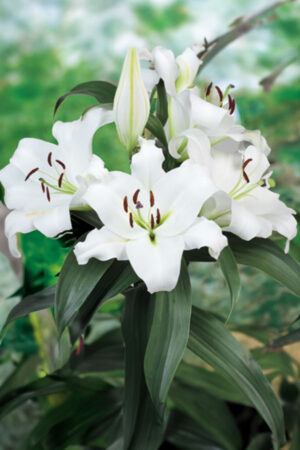 Lilia Orientalna Red Dawn Cebulki