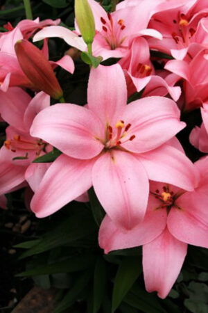 Lilia Orientalna Red Dawn Cebulki