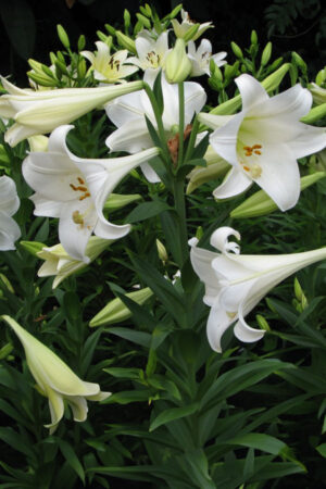 Lilia Orientalna Red Dawn Cebulki