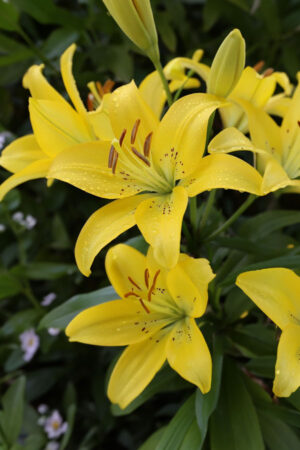 Lilia Orientalna Red Dawn Cebulki