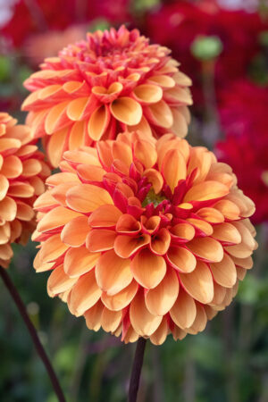 Lilia Azjatycka Tresor 150 szt Hurt