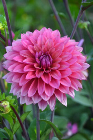 Lilia Azjatycka Tresor 150 szt Hurt