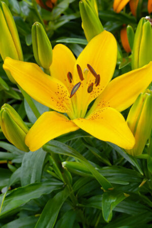 Tulipan Pełny Yellow Danceline