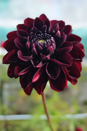 Lilia Azjatycka Tresor 150 szt Hurt