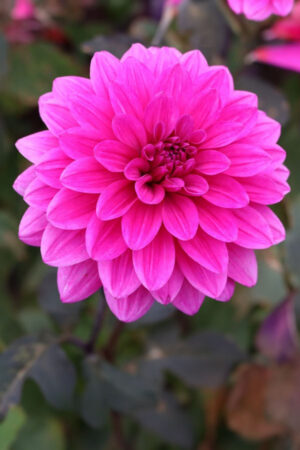 Lilia Azjatycka Tresor 150 szt Hurt