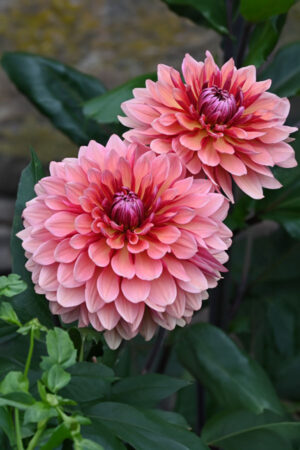 Lilia Azjatycka Tresor 150 szt Hurt