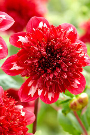 Lilia Azjatycka Tresor 150 szt Hurt