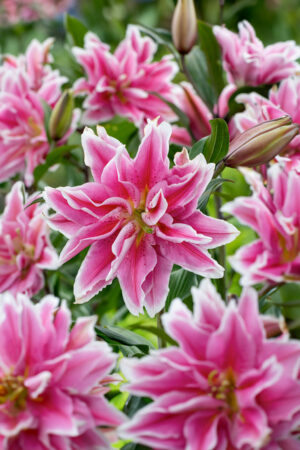 Tulipan Pełny Yellow Danceline