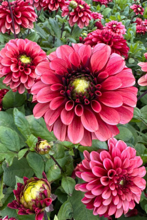 Lilia Azjatycka Tresor 150 szt Hurt