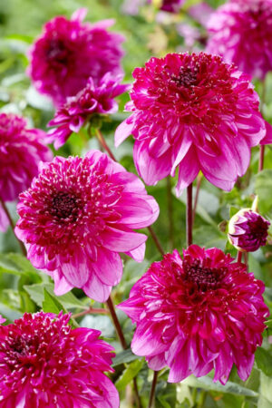 Lilia Azjatycka Tresor 150 szt Hurt