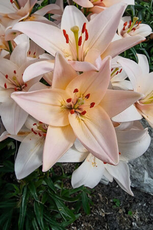 Kalia Czarna Zantedeschia