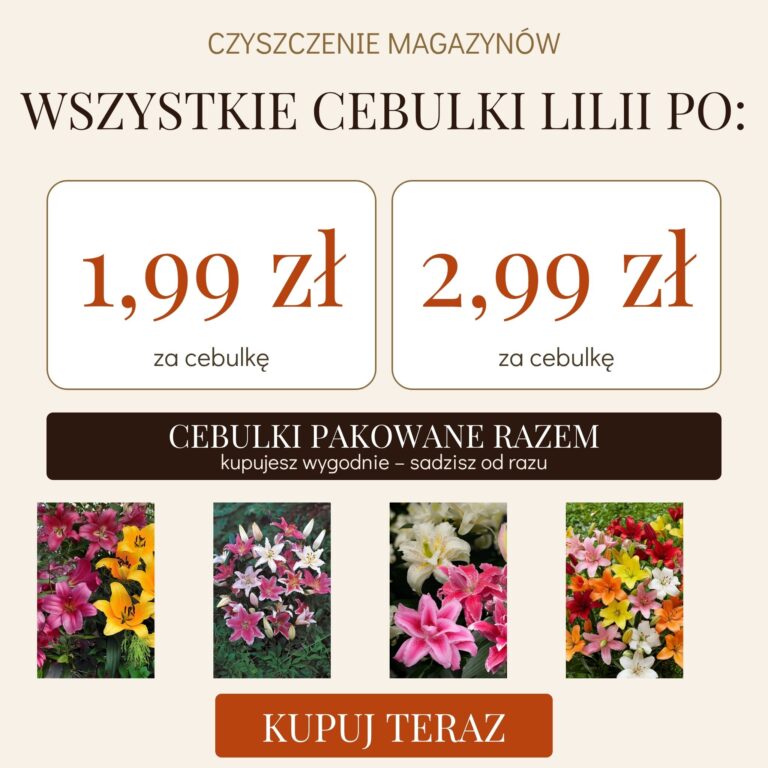 SALE WSZYSTKO PO MOBILE