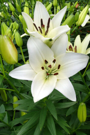 Tulipan Lodowy Ice Cream