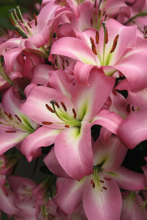 Lilia Specjalna Pełna Lotus Elegance