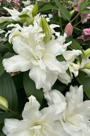Lilia Specjalna Pełna Lotus Elegance