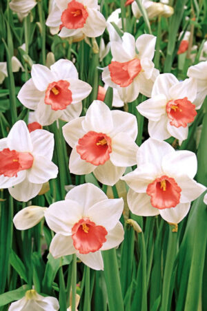 Tulipan Pełny Gudoshnik Double