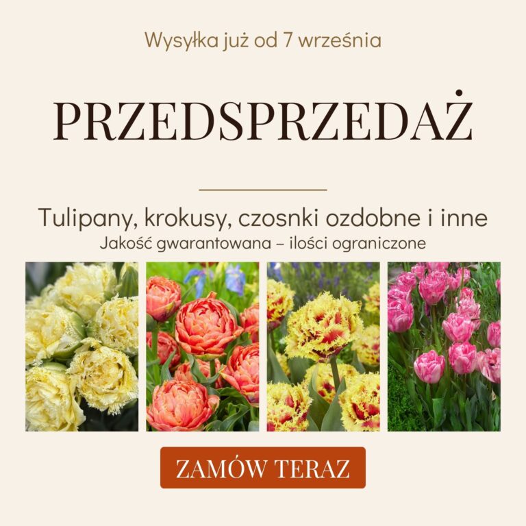 przedsprzedaz_mobile_jesien