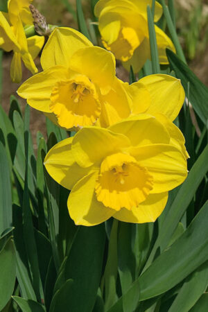 Tulipan Strzępiasty Hawaii
