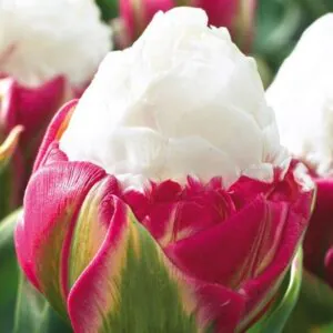 Tulipany Wielokwiatowe