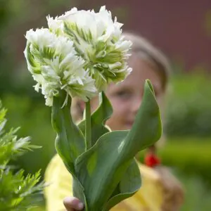 Tulipany Strzępiaste