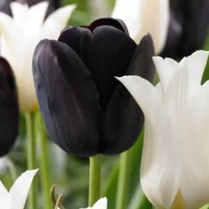 Tulipany Pełne