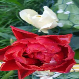 Tulipany Specjalne