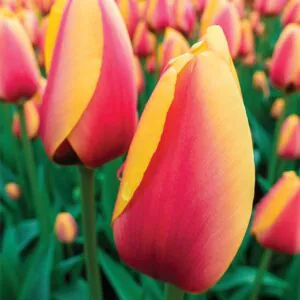 Tulipany Klasyczne