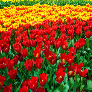 Tulipany