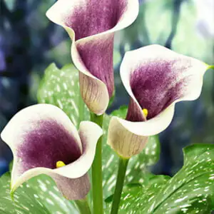 Kalia Zantedeschia